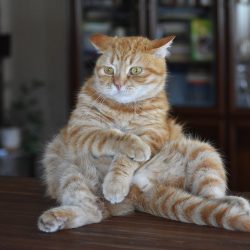 cat-3602558_1280