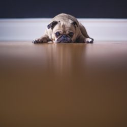 pug-1209129_1920
